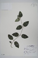 藏品(匍匐半插花)的圖片