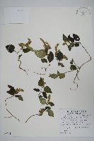 藏品(卵葉鱗球花)的圖片