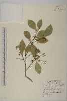 藏品(日本賽衛矛、日本假衛矛)的圖片