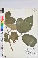 藏品(紅頭五月茶)的圖片