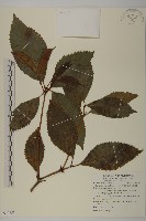 藏品(草珊瑚、紅果金粟蘭)的圖片