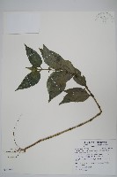 藏品(直立半插花)的圖片