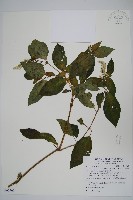 藏品(日本牛膝)的圖片