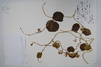 藏品(蘭嶼牛皮消、蘭嶼白薇)的圖片