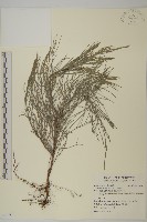 藏品(木麻黃)的圖片