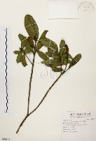 藏品(大頭茶)的圖片