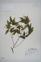 藏品(阿里山千金榆)的圖片