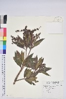 藏品(臺灣馬醉木)的圖片