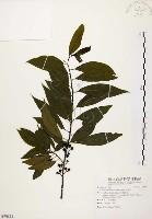 藏品(山胡椒)的圖片