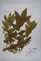 藏品(野漆樹)的圖片