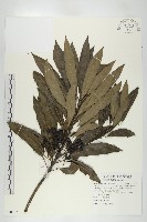 藏品(奧氏虎皮楠)的圖片