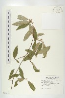 藏品(藤胡頹子)的圖片