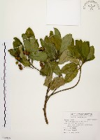 藏品(降真香)的圖片