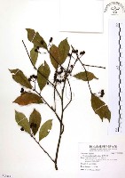 藏品(臺灣石楠)的圖片