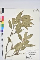 藏品(狹葉櫟)的圖片