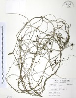 藏品(無根草)的圖片