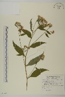 藏品(山白蘭)的圖片