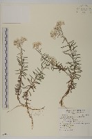 藏品(玉山抱莖籟簫)的圖片