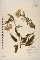 藏品(台灣澤蘭)的圖片