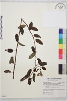 藏品(阿里山黃鱔藤)的圖片