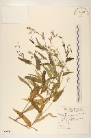 藏品(兔仔菜)的圖片