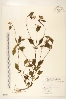 藏品(貓腥草)的圖片