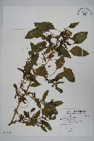 藏品(刺莧)的圖片