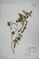 藏品(野莧菜)的圖片