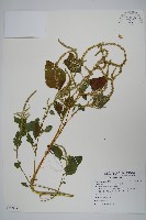 藏品(青莧)的圖片