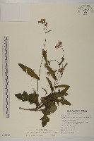 藏品(纓絨花)的圖片