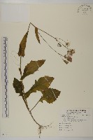 藏品(纓絨花)的圖片