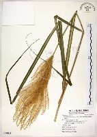 藏品(五節芒)的圖片