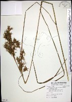 藏品(扭鞘香茅)的圖片