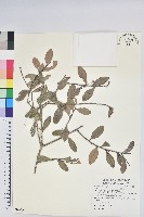 藏品(凹葉越橘)的圖片