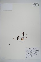 藏品(穗花蛇菰)的圖片