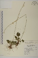 藏品(臺灣鬼督郵)的圖片