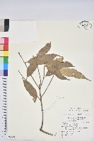 藏品(杏葉石櫟、校栗、校櫟)的圖片