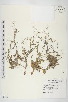 藏品(玉山筷子芥)的圖片