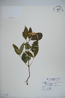 藏品(呂宋莢迷)的圖片