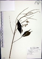 藏品(山埔姜)的圖片