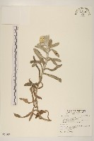 藏品(紅面番)的圖片