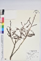 藏品(南燭)的圖片