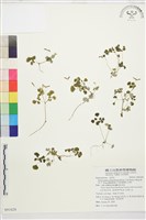 藏品(鐵線蕨葉人字果、臺灣人字果)的圖片