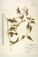 藏品(蔓黃菀)的圖片