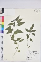 藏品(山靛)的圖片