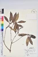 藏品(鹿角杜鵑、西施花、青紫木)的圖片