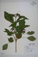 藏品(臺灣常春藤)的圖片