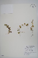 藏品(普刺特草)的圖片