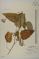 藏品(臺灣山白蘭)的圖片