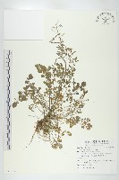 藏品(焊菜)的圖片